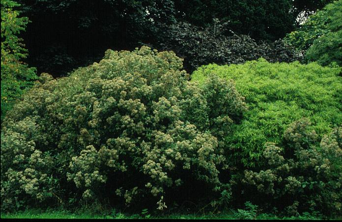 Olearia avicennifolia