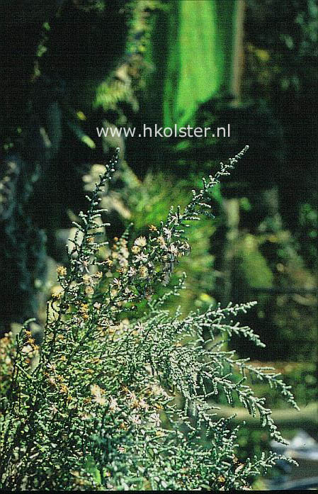 Olearia lepidophylla