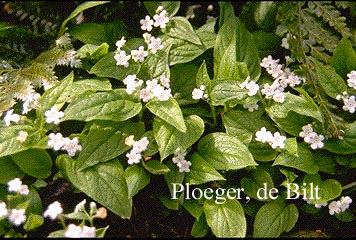 Omphalodes verna 'Alba'