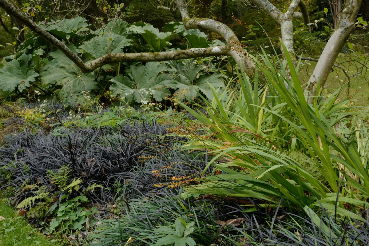 Ophiopogon planiscapus 'Niger'