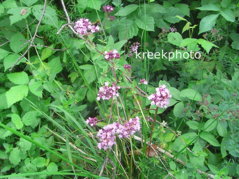 Origanum majorana