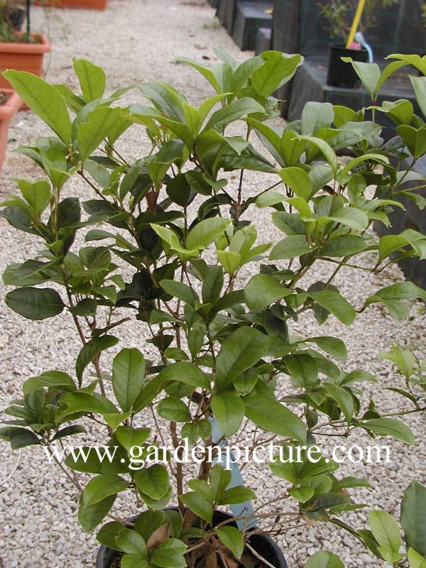 Osmanthus fragrans