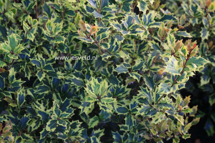 Osmanthus heterophyllus 'Allgold'