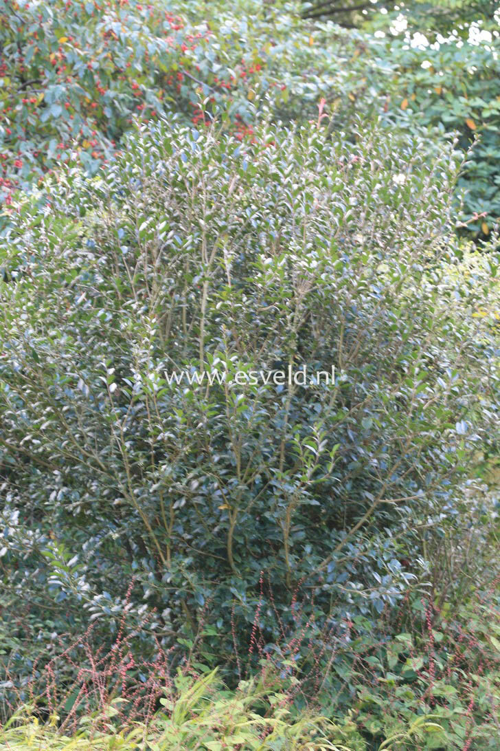 Osmanthus heterophyllus 'Latifolius'