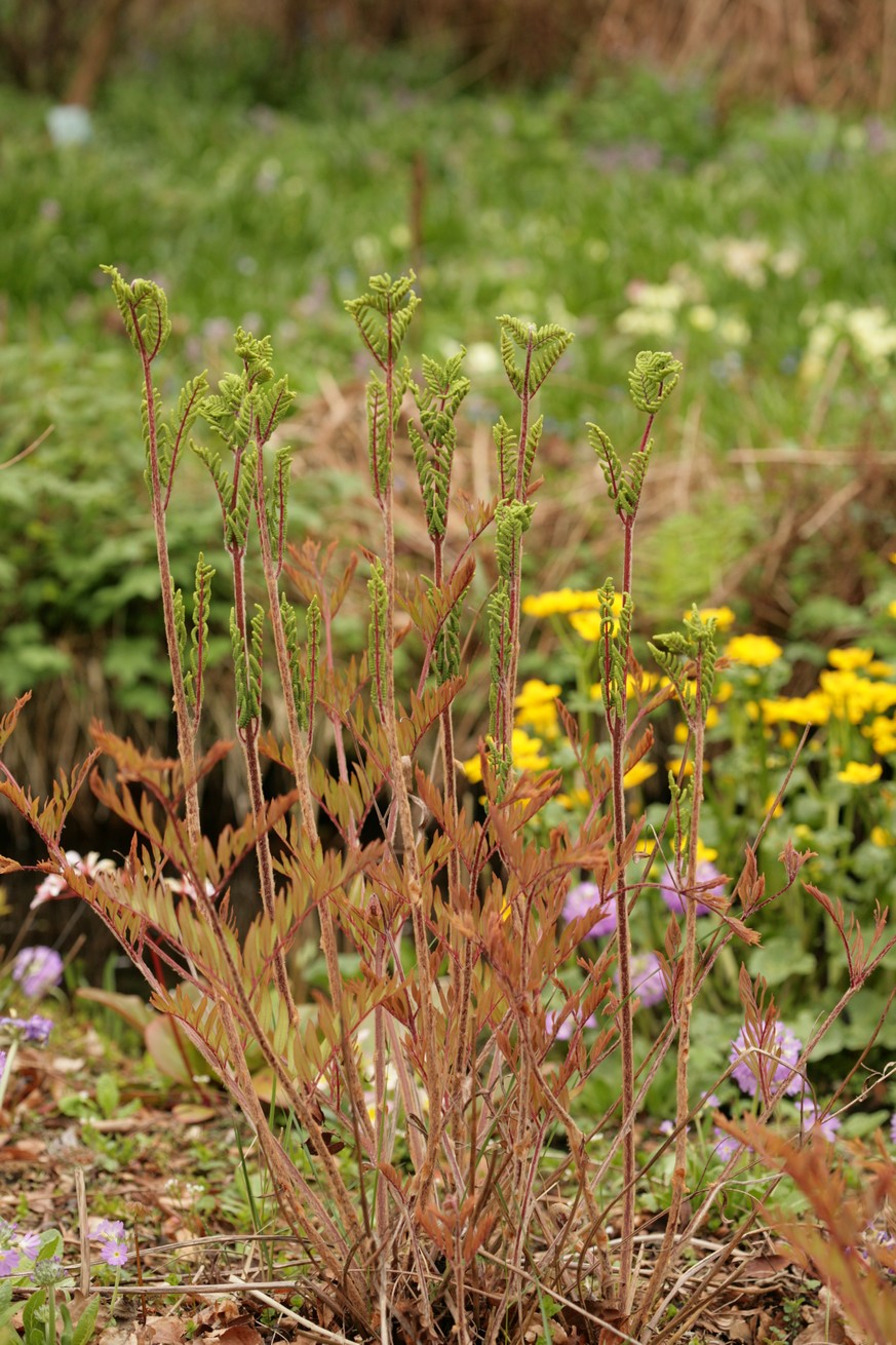 Osmunda cinnamomea