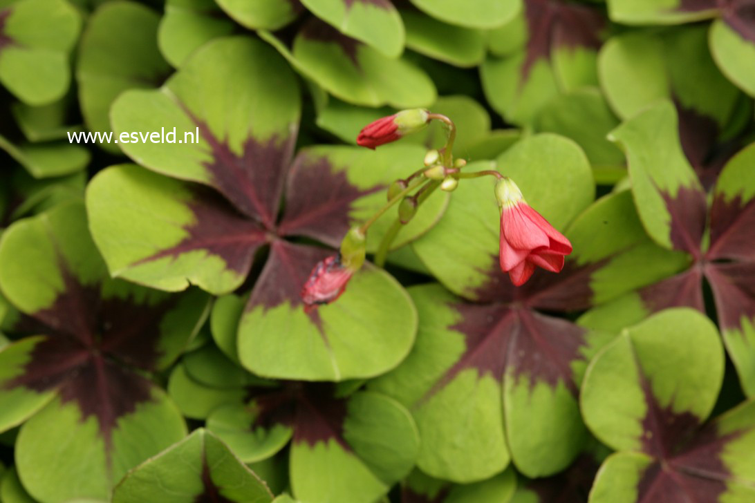 Oxalis deppei 'Iron Cross'