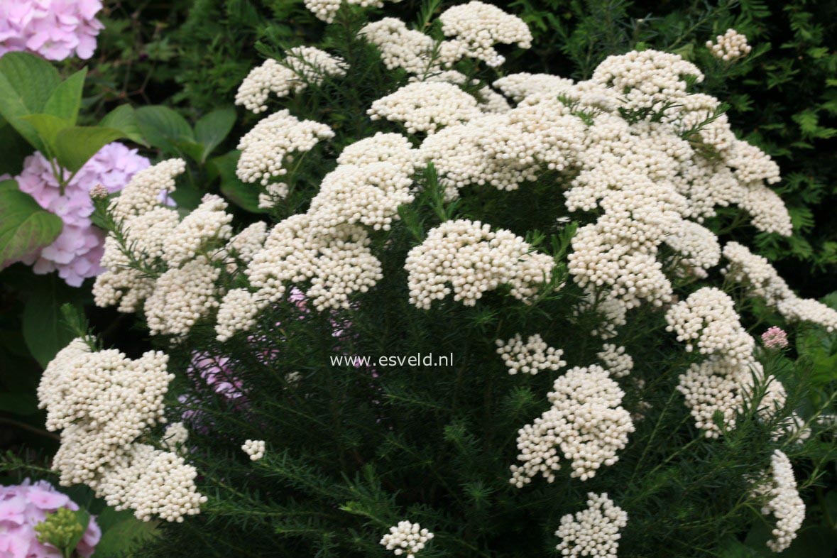 Ozothamnus rosmarinifolius