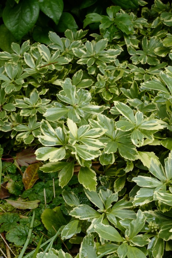 Pachysandra terminalis 'Variegata'