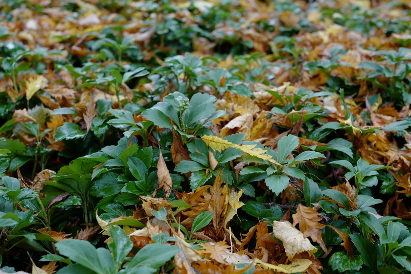Pachysandra terminalis