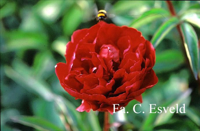 Paeonia 'Adolph Rousseau'