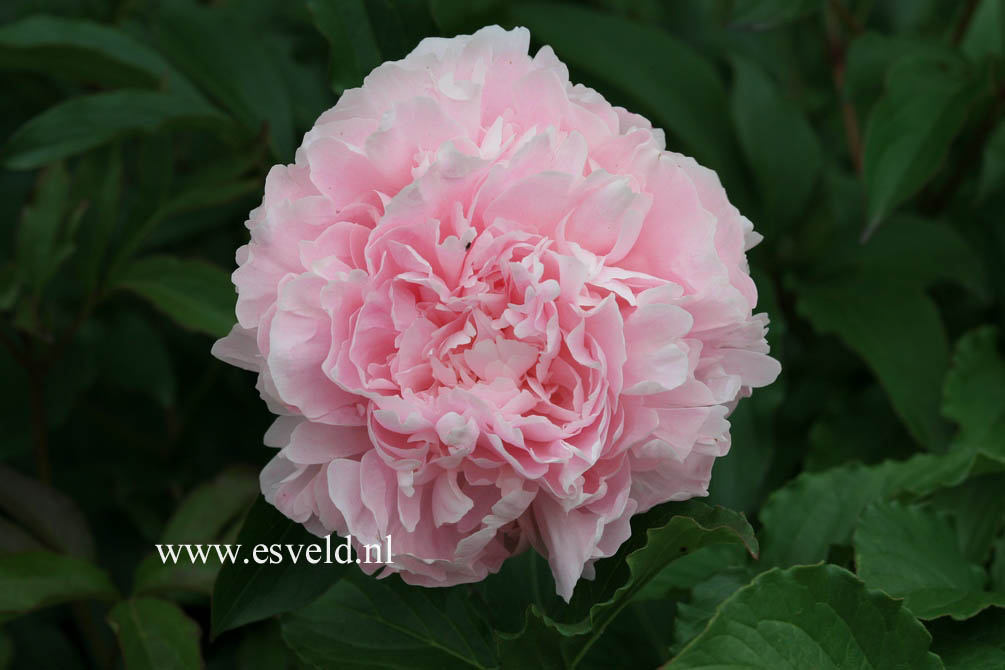 Paeonia 'Albert Crousse'