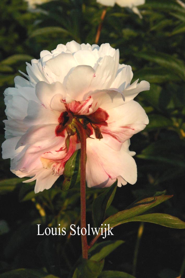 Paeonia 'Alice Harding'