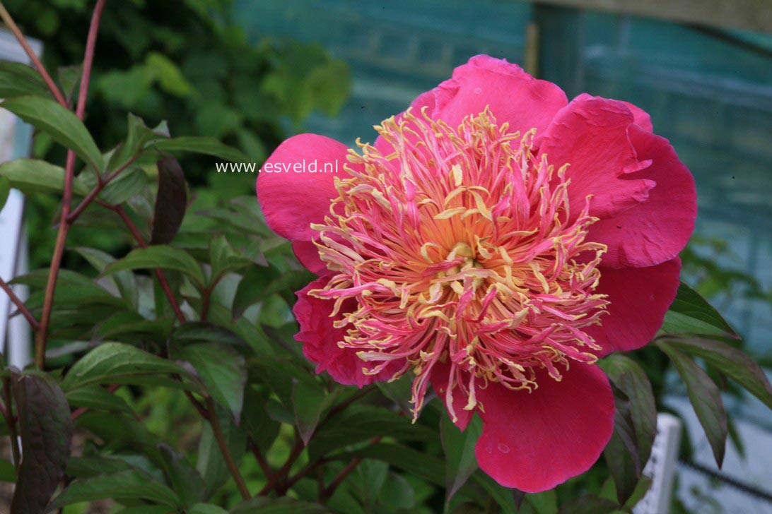 Paeonia 'Aztec'