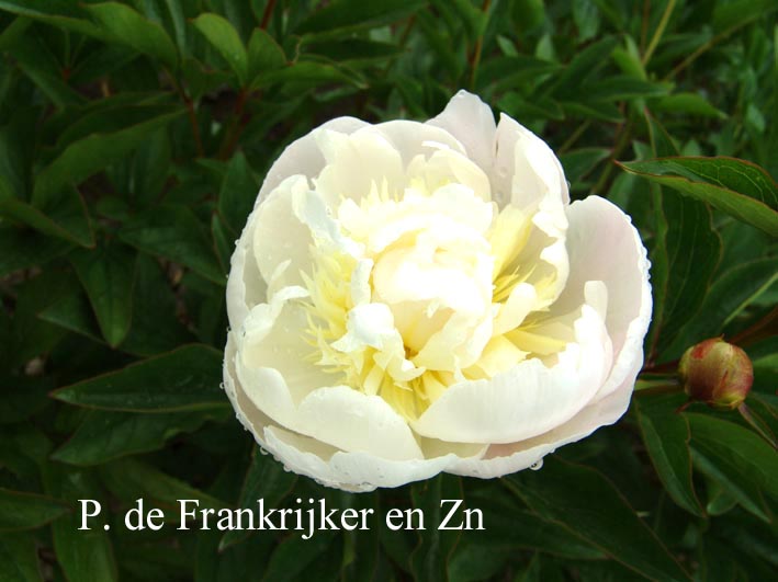 Paeonia 'Baroness Schroeder'