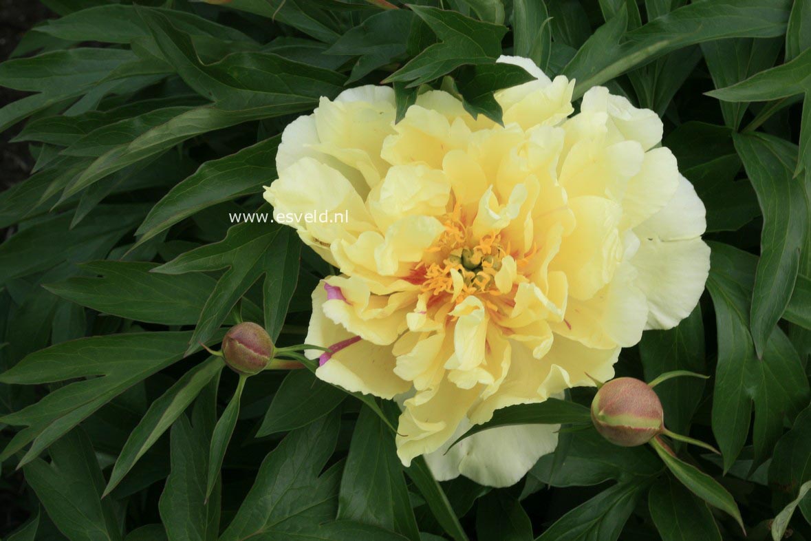 Paeonia 'Bartzella'