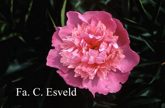 Paeonia 'Belle'