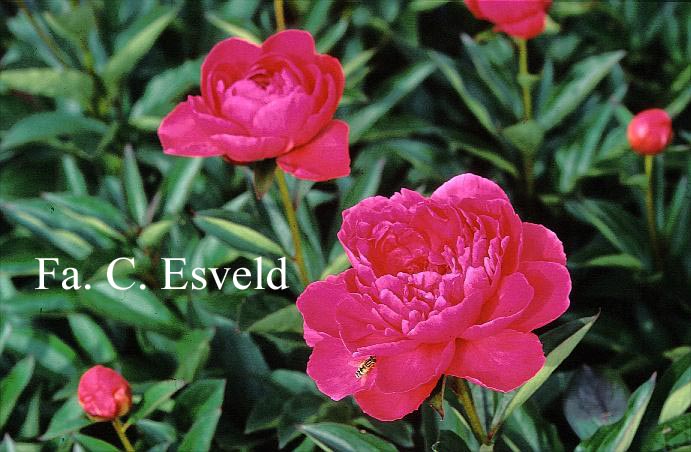 Paeonia 'Better Times'