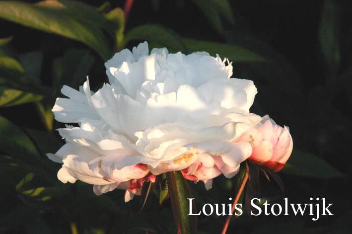 Paeonia 'Border Gem'