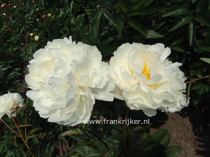 Paeonia 'Bowl of Cream'