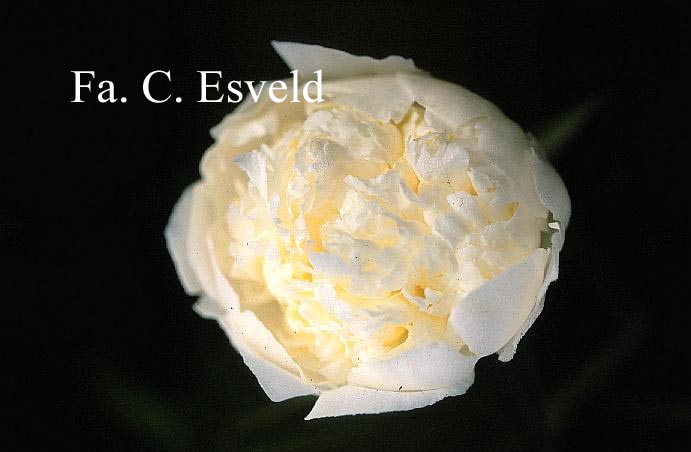 Paeonia 'Bridal Gown'