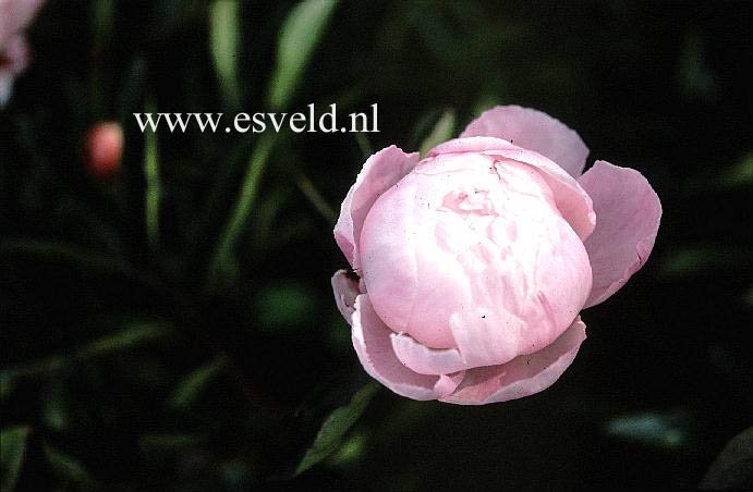 Paeonia 'Bride of Essex'