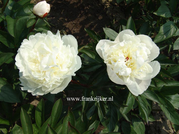 Paeonia 'Charles White'