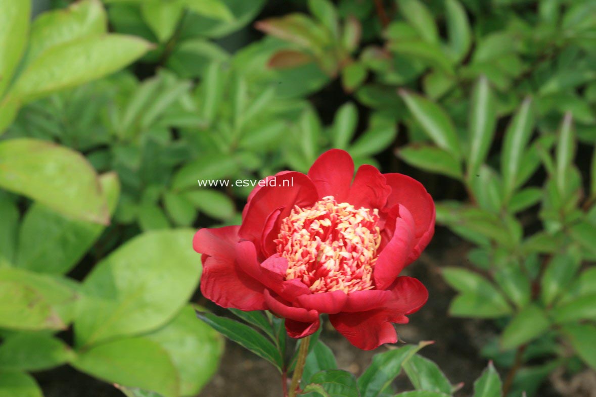 Paeonia 'Cuckoo's Nest'