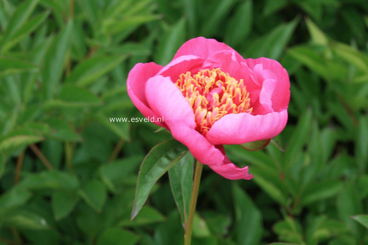 Paeonia 'Dignity'