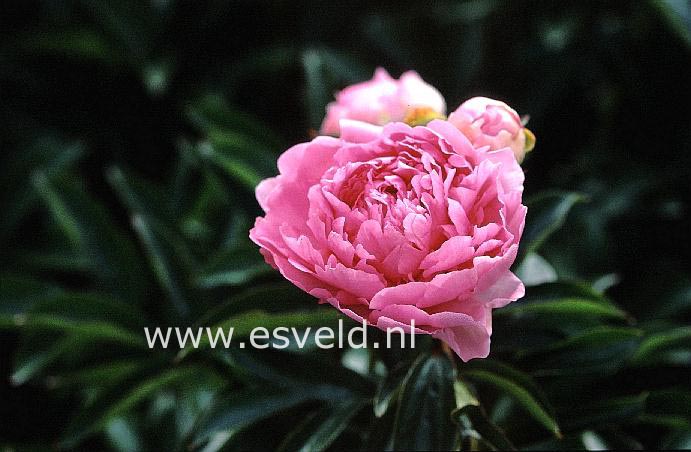 Paeonia 'Dinner Plate'