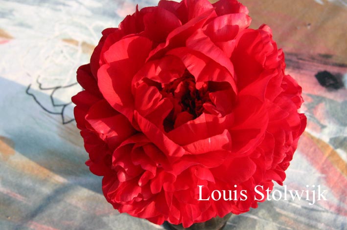 Paeonia 'Edgar Jessep'