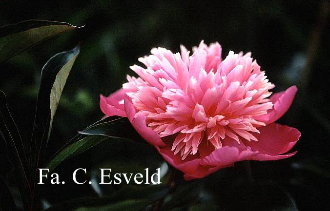 Paeonia 'Enchantresse'