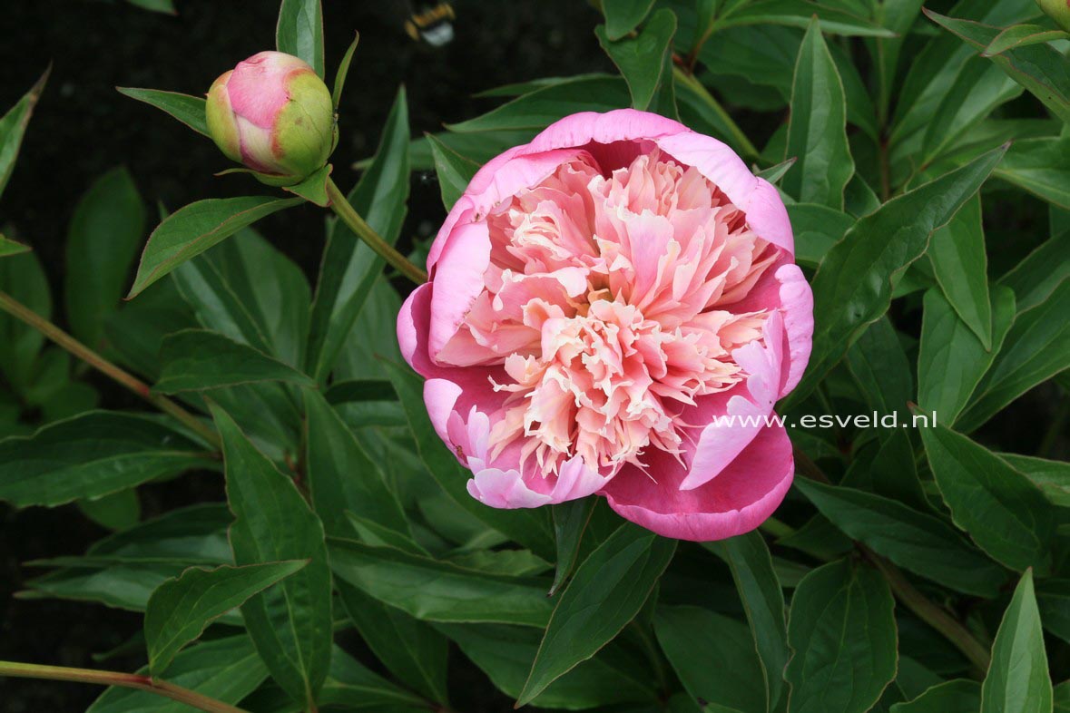 Paeonia 'Evening World'