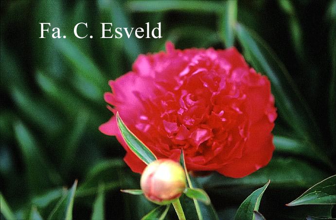 Paeonia 'Felix Supreme'