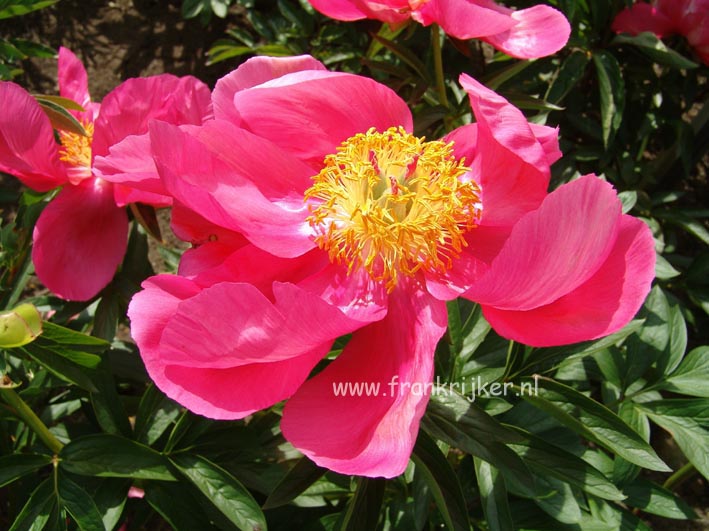 Paeonia 'Flame'