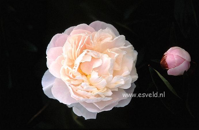 Paeonia 'Florence Nicholls'