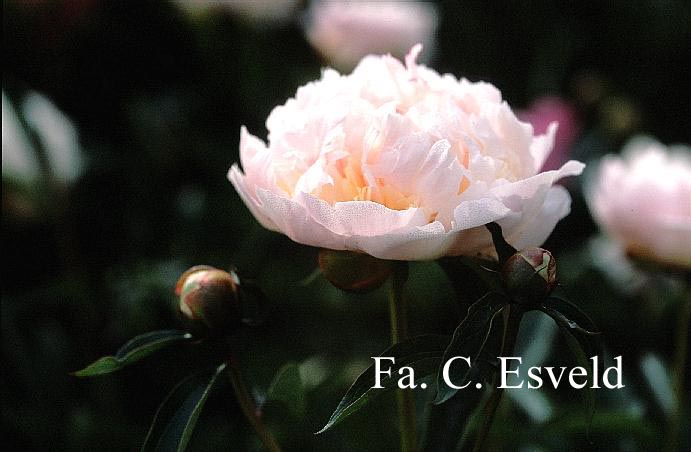 Paeonia 'Frances Willard'