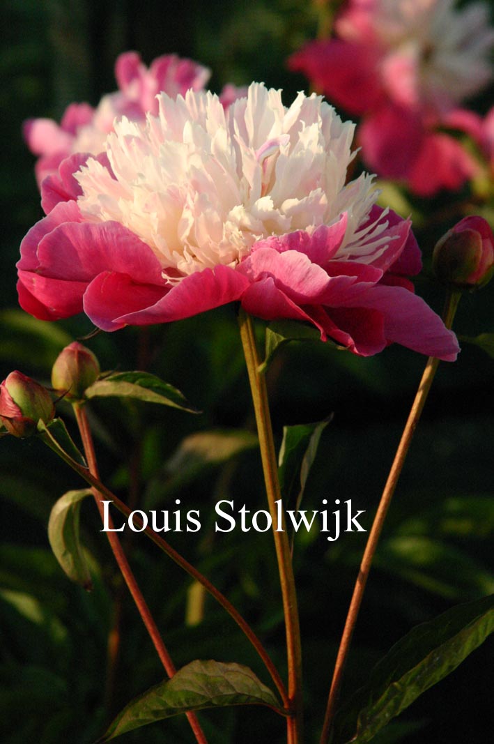 Paeonia 'Gay Paree'