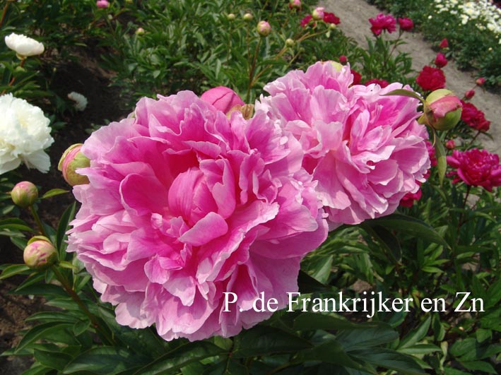 Paeonia 'Gayborder June'