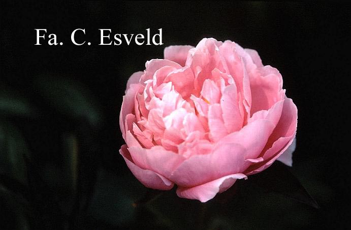 Paeonia 'Georgiana Shaylor'