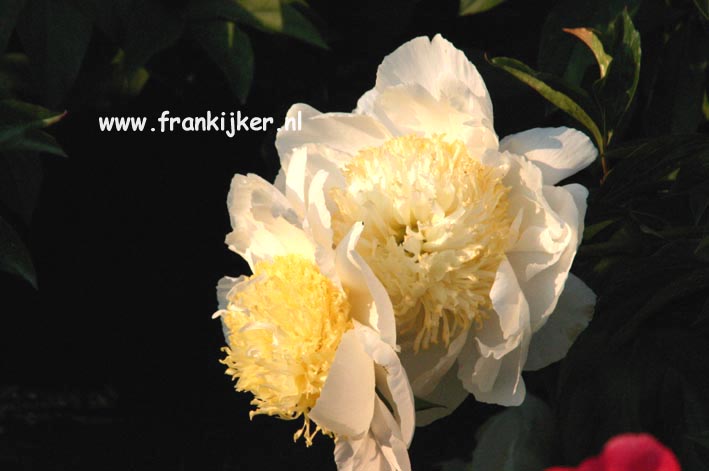 Paeonia 'Gold Standard'