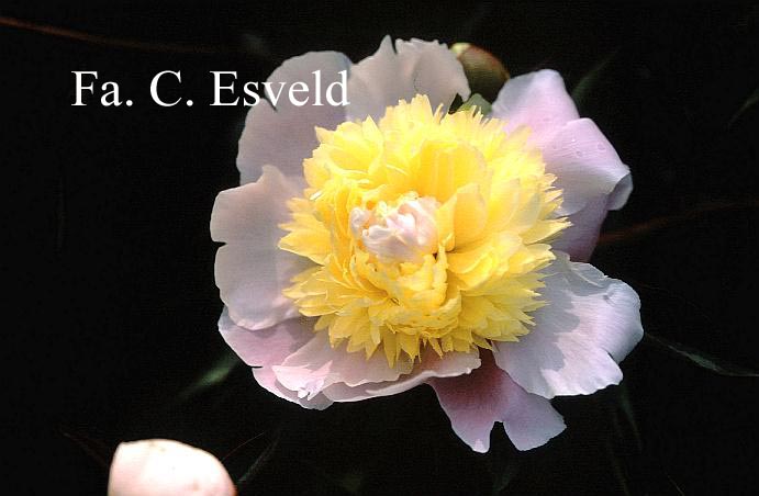 Paeonia 'Golden Fleece'