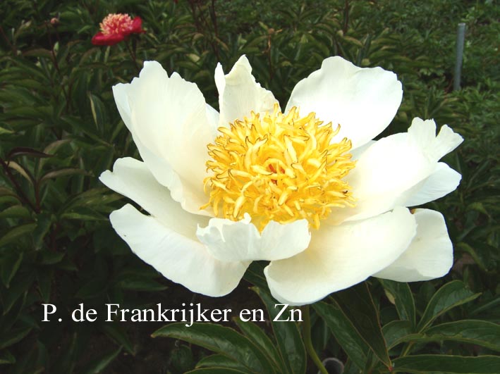 Paeonia 'Hakodate'