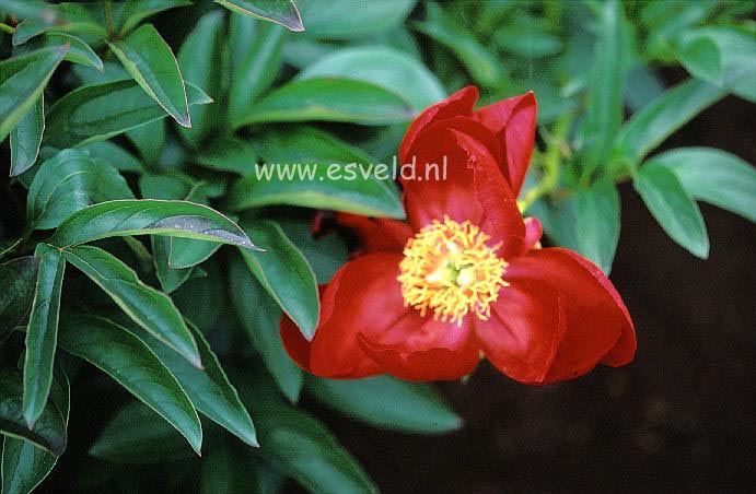 Paeonia 'Illini Warrior'