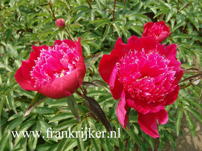 Paeonia 'Instituteur Doriat'