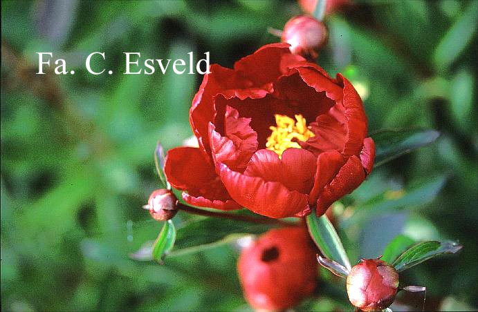 Paeonia 'Jappensha-ikhu'