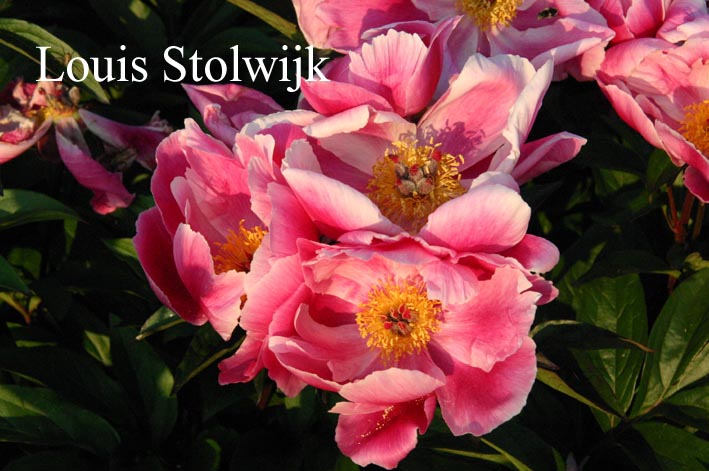 Paeonia 'Joseph Plagne'
