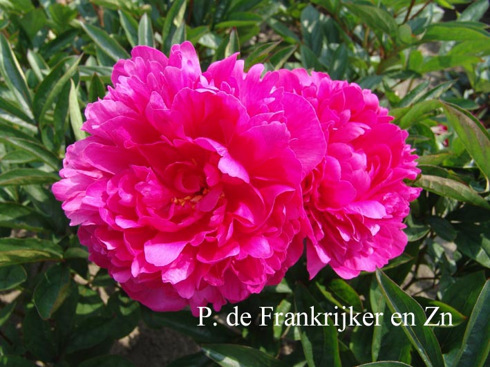 Paeonia 'Kansas'