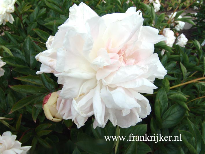 Paeonia 'Katharina Havemeier'