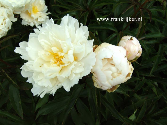 Paeonia 'La Rosiere'