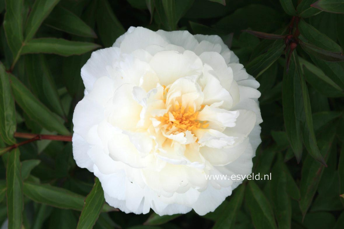 Paeonia 'Lady Leonora Bramwell'
